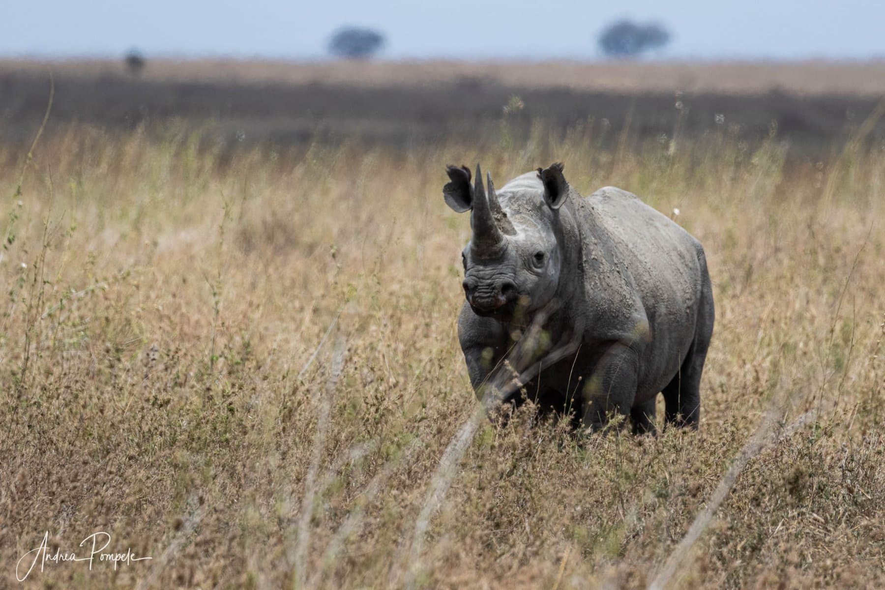 Rhino Tracking